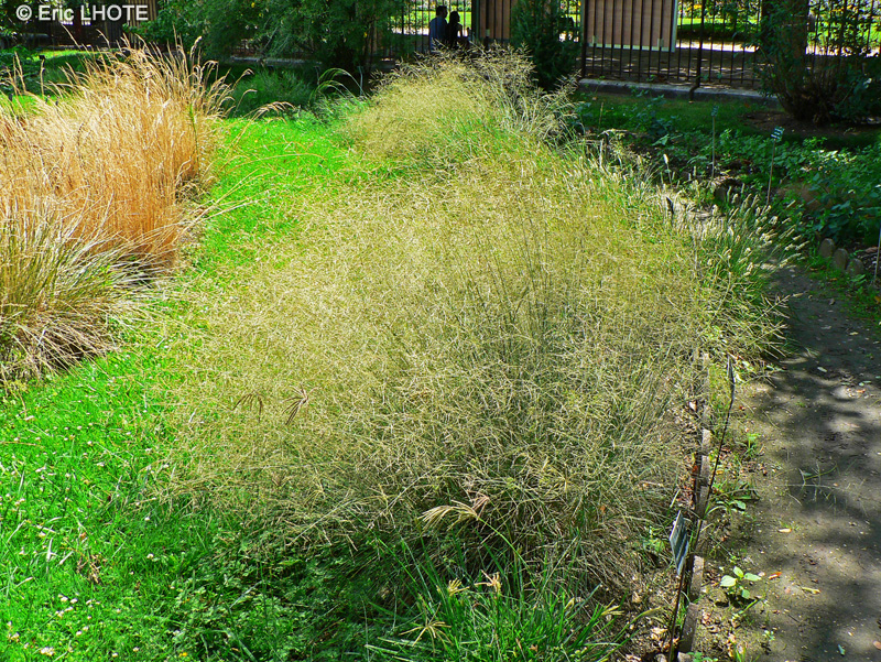 Poaceae - Chloris truncata - Herbe &agrave; oiseaux, Herbe &agrave; cils