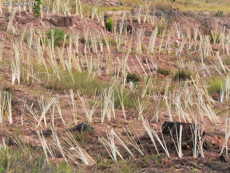 Poaceae - Chrysopogon nigritanus - V&eacute;tivert