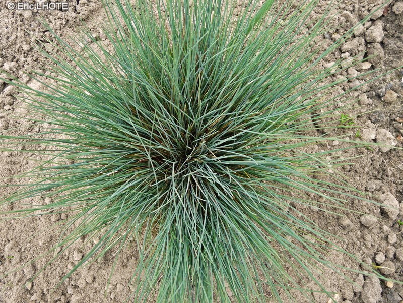  - Corynephorus canescens Spiky Blue - 