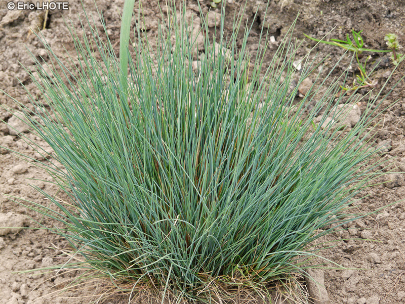 Poaceae - Corynephorus canescens Spiky Blue - Corynephore blanch&acirc;tre, Canche blanch&acirc;tre, Canche des sables