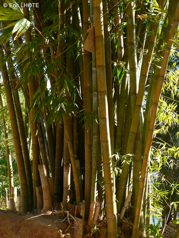  - Dendrocalamus giganteus - 