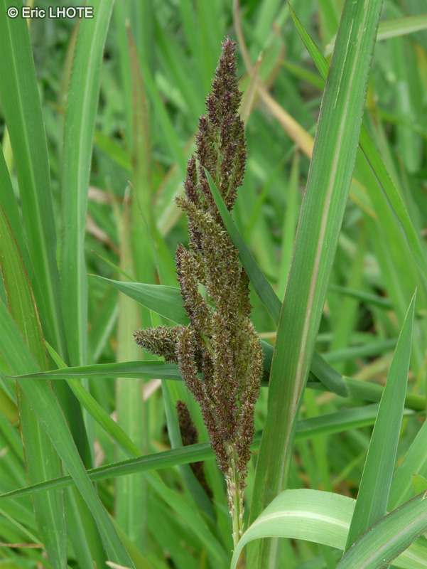  - Echinochloa crus-galli - 