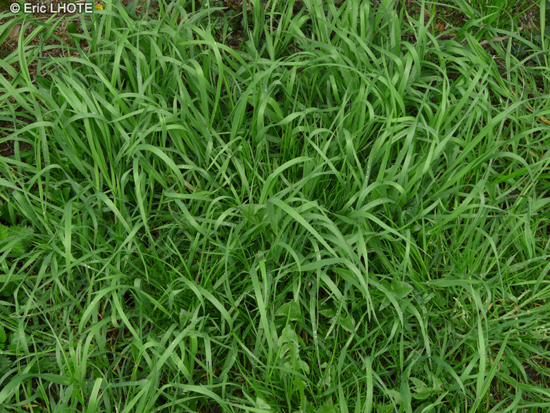  - Elytrigia repens - 