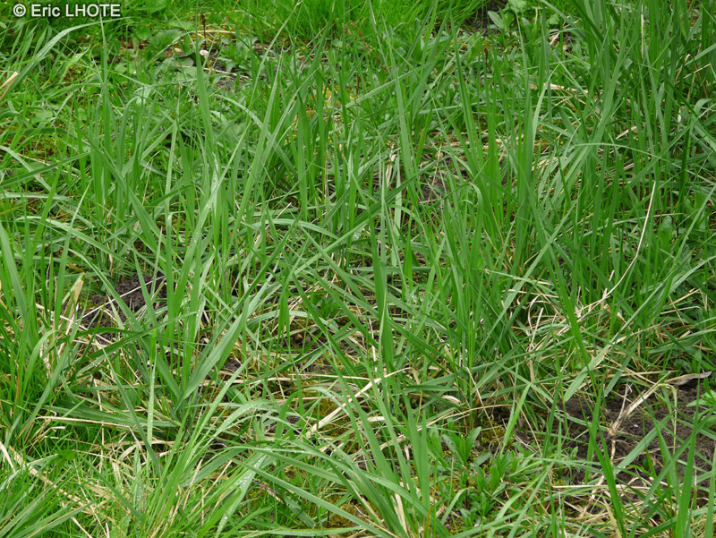 Poaceae - Elytrigia repens - Chiendent officinal