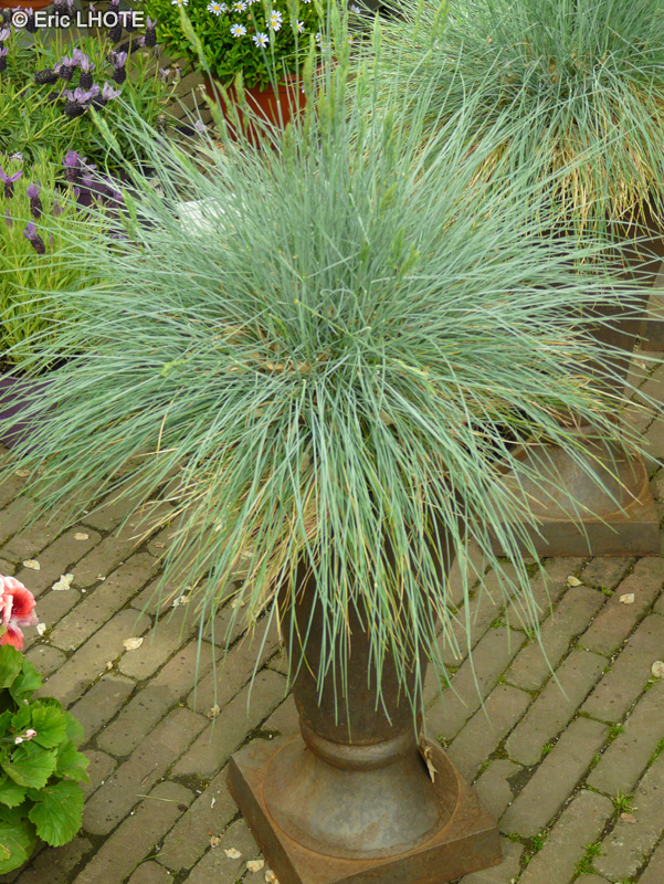 Poaceae - Festuca Intense Blue - Fétuque bleue