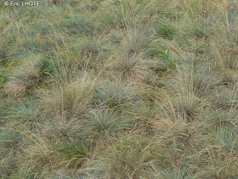  - Festuca glauca - 