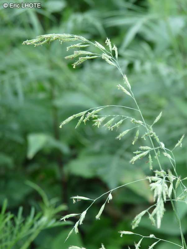 - Festuca laevigata subsp. laevigata - 