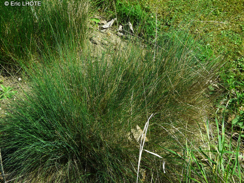 Poaceae - Festuca ovina - Fétuque ovine, Fétuque des moutons