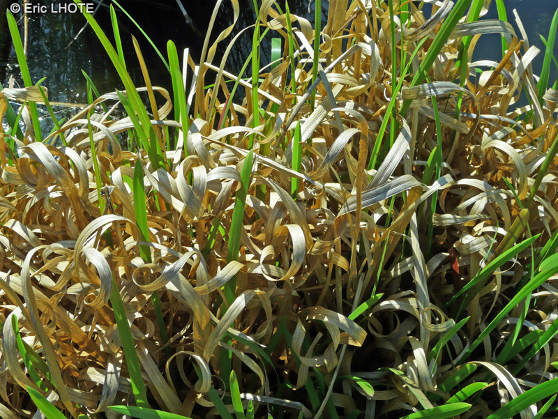  - Glyceria maxima Variegata - 