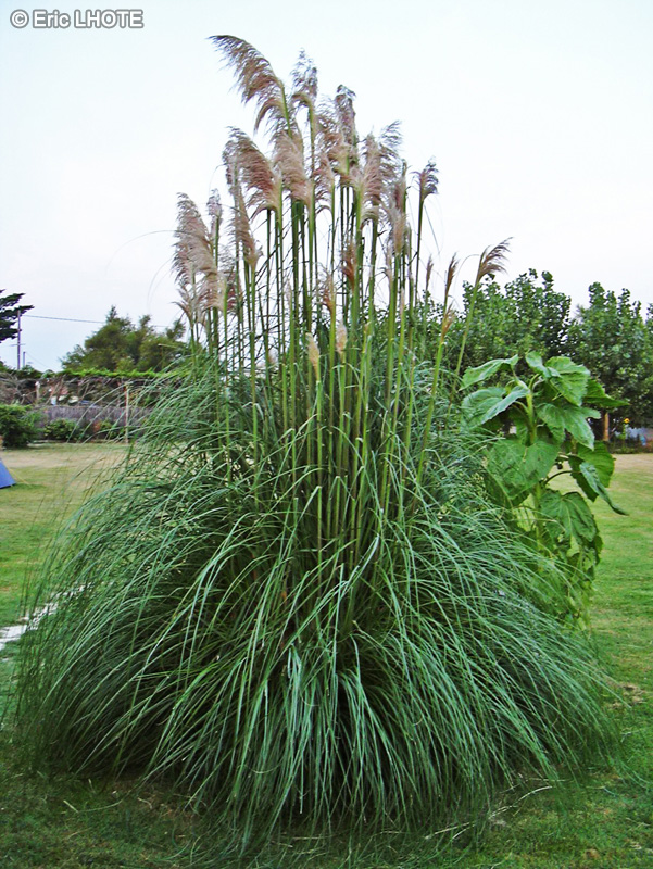  - Gynerium argenteum - 