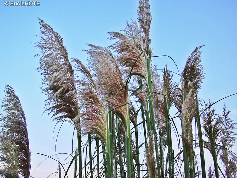  - Gynerium argenteum - 