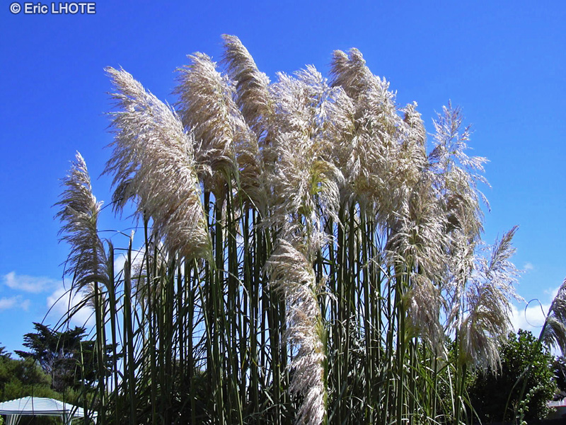 Poaceae - Gynerium argenteum - Herbe de la Pampa, Roseau &agrave; plumes