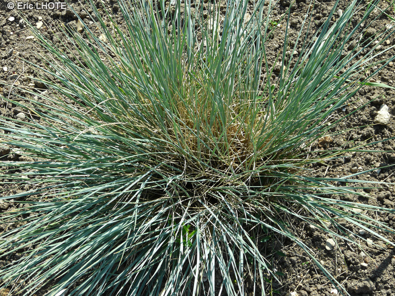  - Helictotrichon sempervirens - 