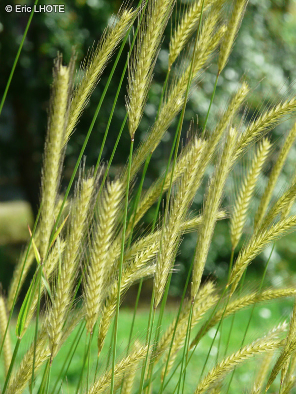  - Hordeum bulbosum - 
