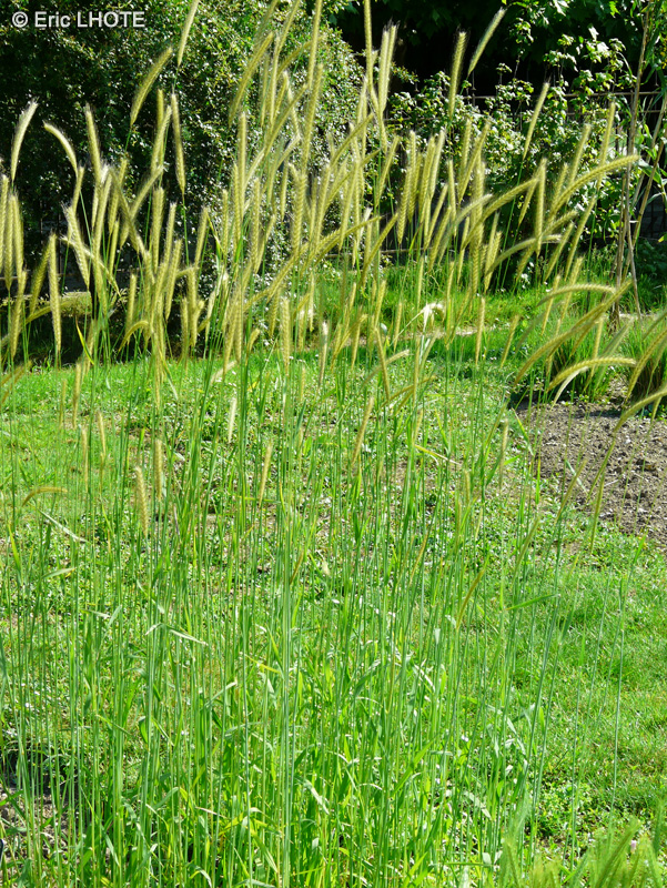  - Hordeum bulbosum - 