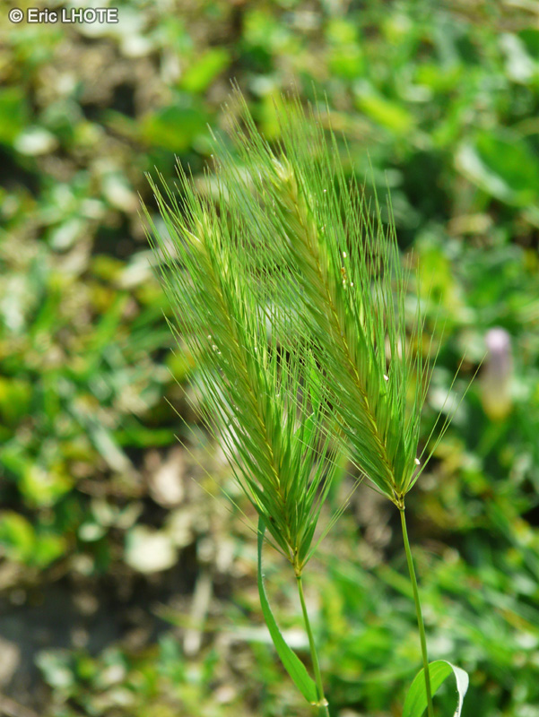  - Hordeum jubatum - 