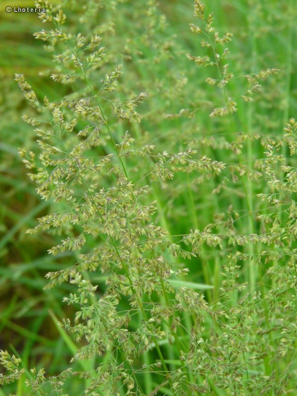  - Hordeum secalinum - 