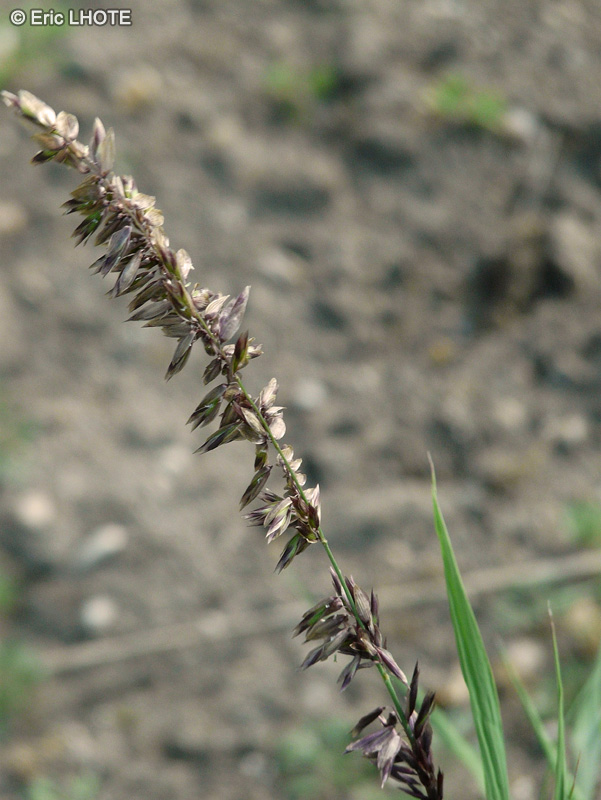  - Melica altissima - 