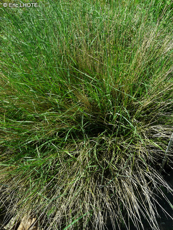 Poaceae - Melica ciliata - M&eacute;lique cili&eacute;e