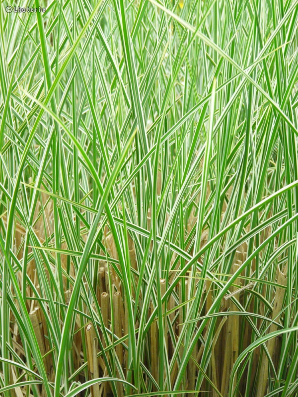  - Miscanthus sinensis variegatum - 