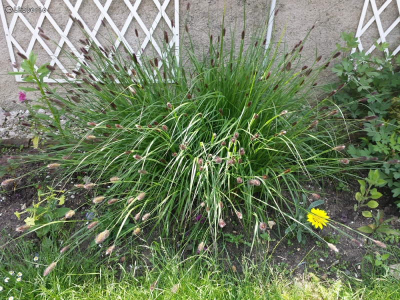  - Pennisetum alopecuroides - 