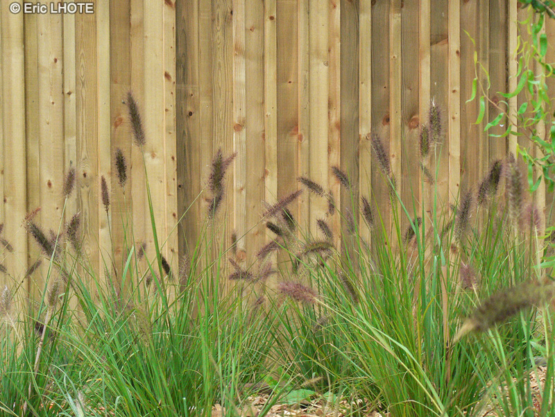 Poaceae - Pennisetum setaceum - Herbe aux écouvillons