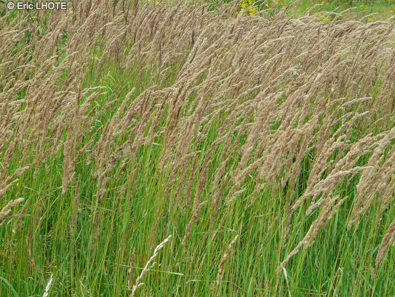  - Phalaris arundinacea - 