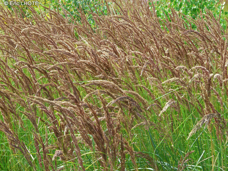 - Phalaris arundinacea - 