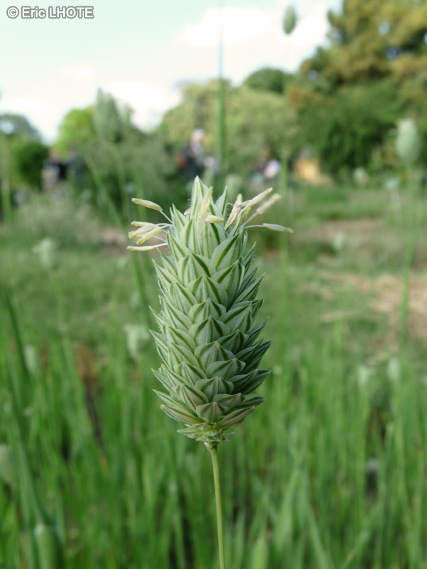  - Phalaris canariensis - 
