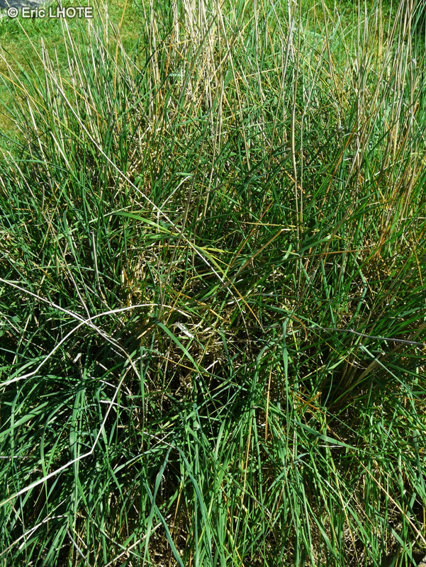  - Phalaris coerulescens - 