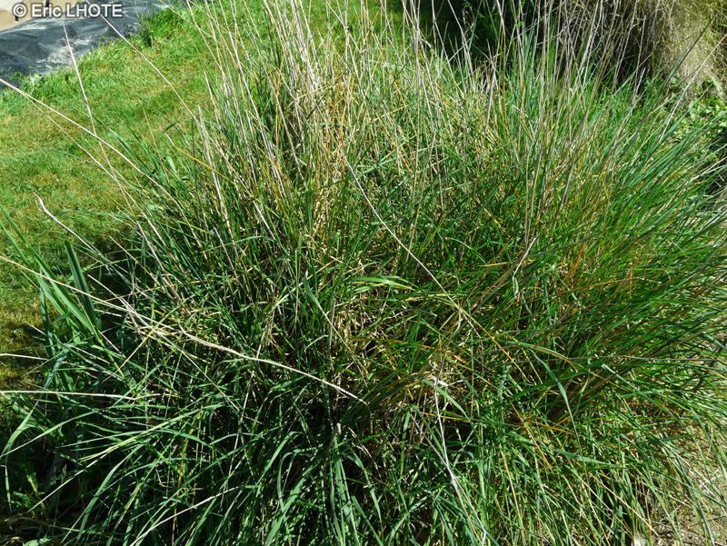 Poaceae - Phalaris coerulescens - Alpiste bleuâtre, Phalaris bleuâtre