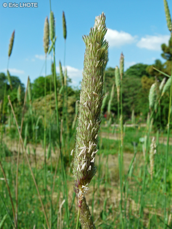  - Phalaris coerulescens - 
