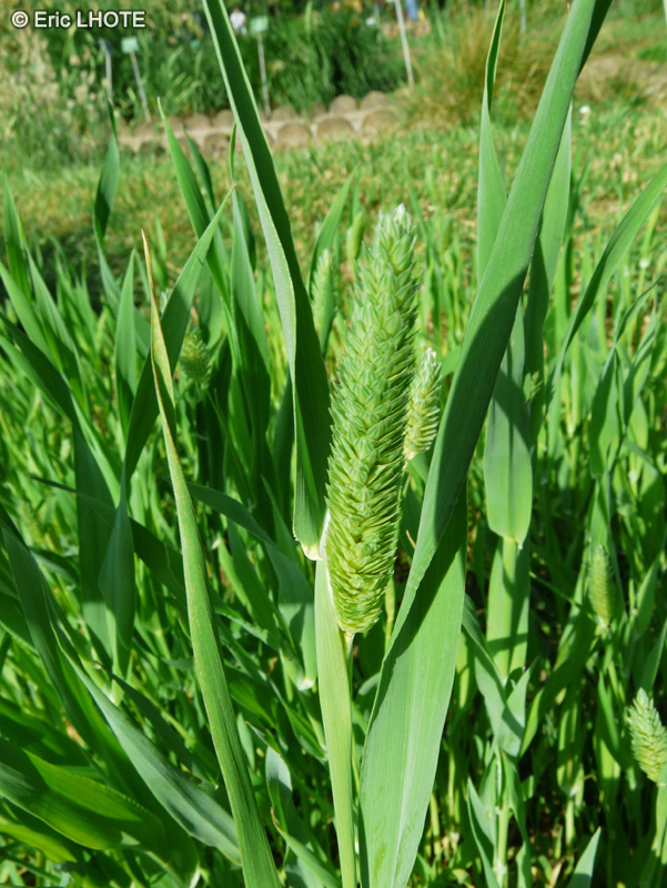 - Phalaris minor - 
