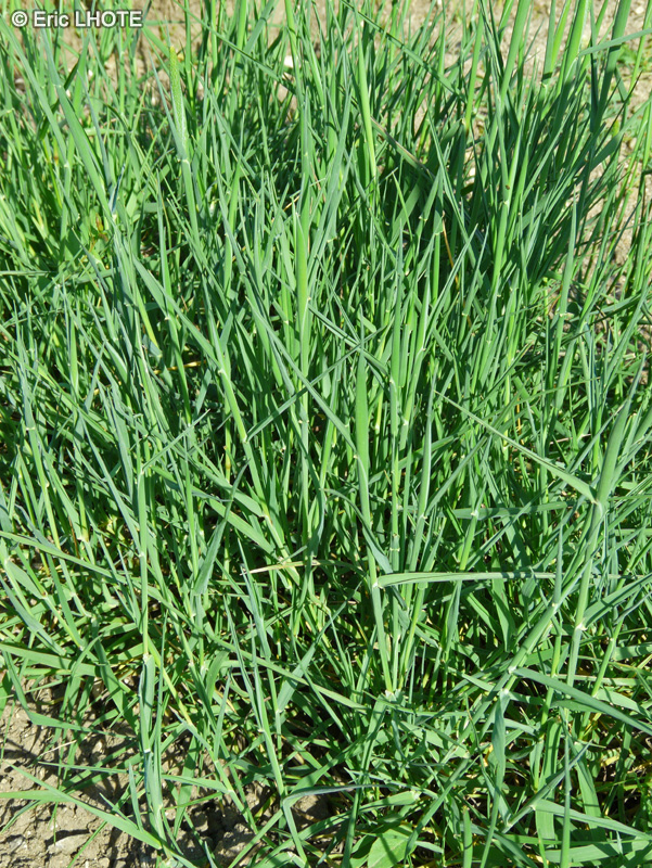 Poaceae - Phleum paniculatum - Fléole paniculée