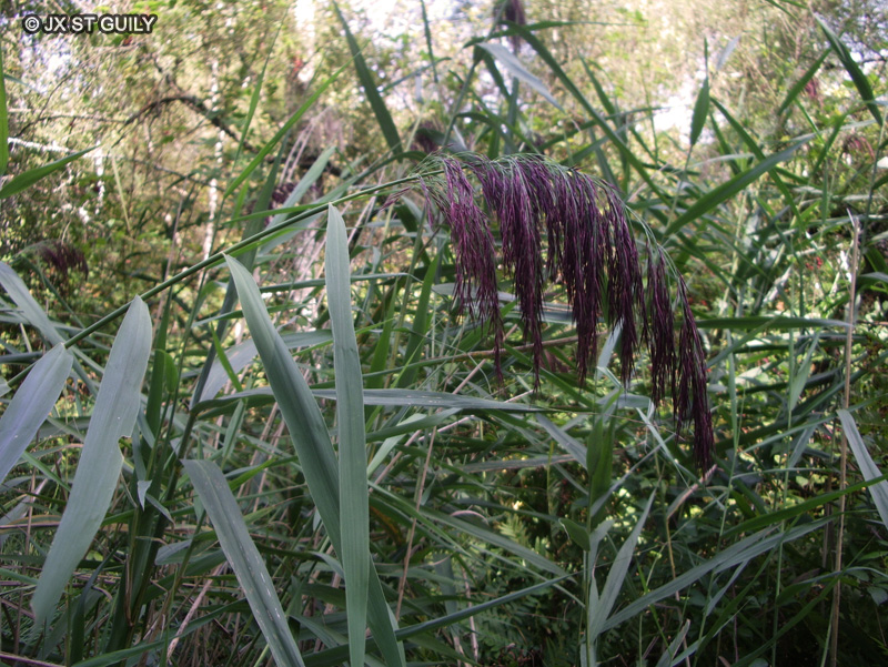  - Phragmites communis, Phragmites australis - 