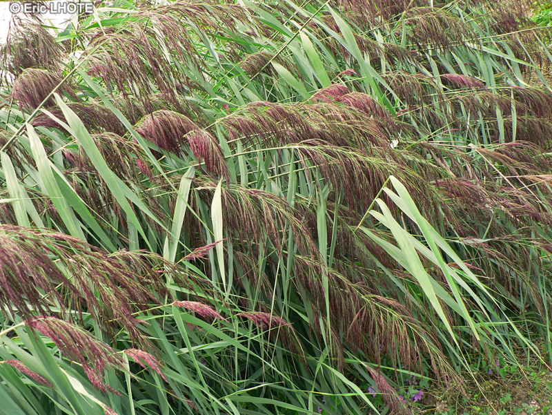  - Phragmites communis, Phragmites australis - 