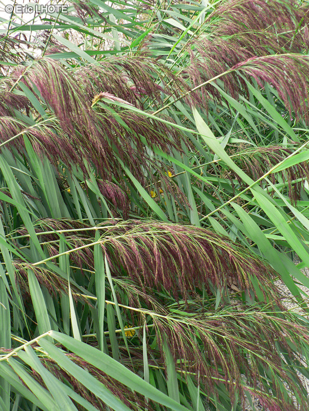  - Phragmites communis, Phragmites australis - 