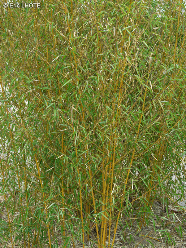  - Phyllostachys aurea - 