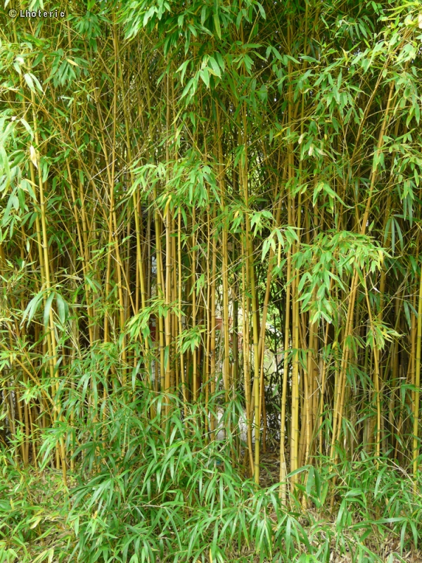  - Phyllostachys aurea - 