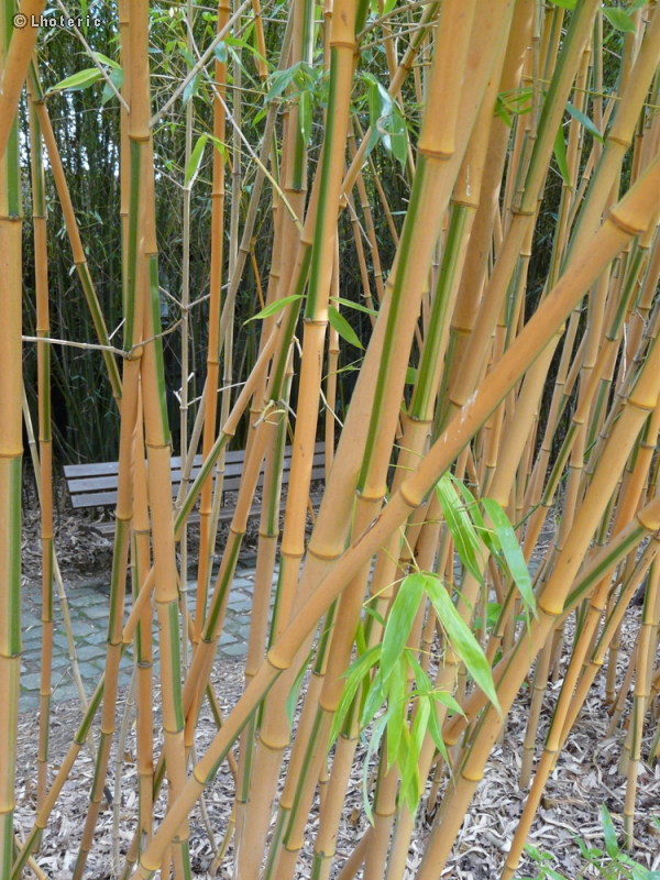  - Phyllostachys aurea Holocrysa - 