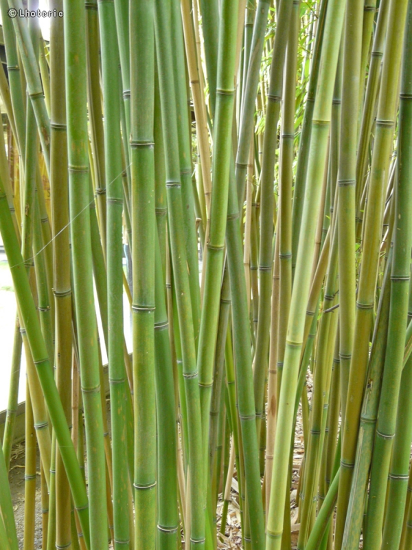 - Phyllostachys flexuosa - 
