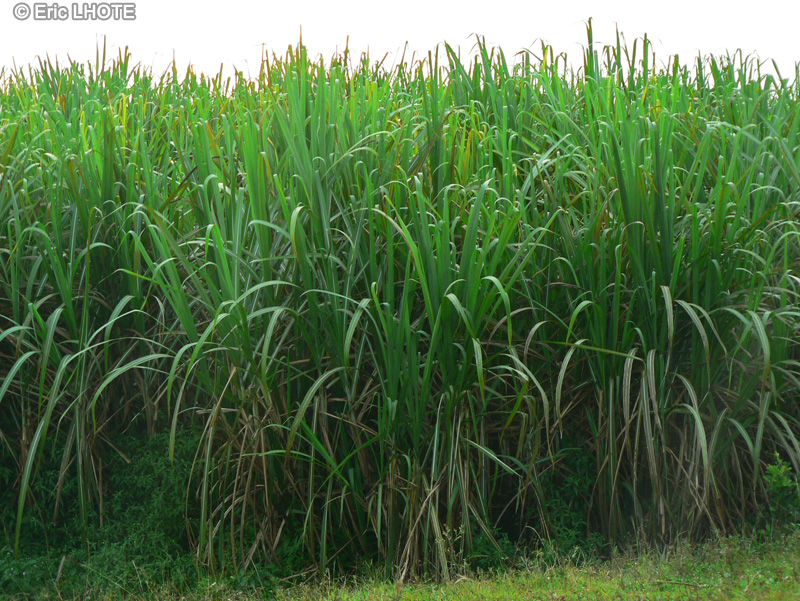 Poaceae - Saccharum officinarum - Canne à sucre