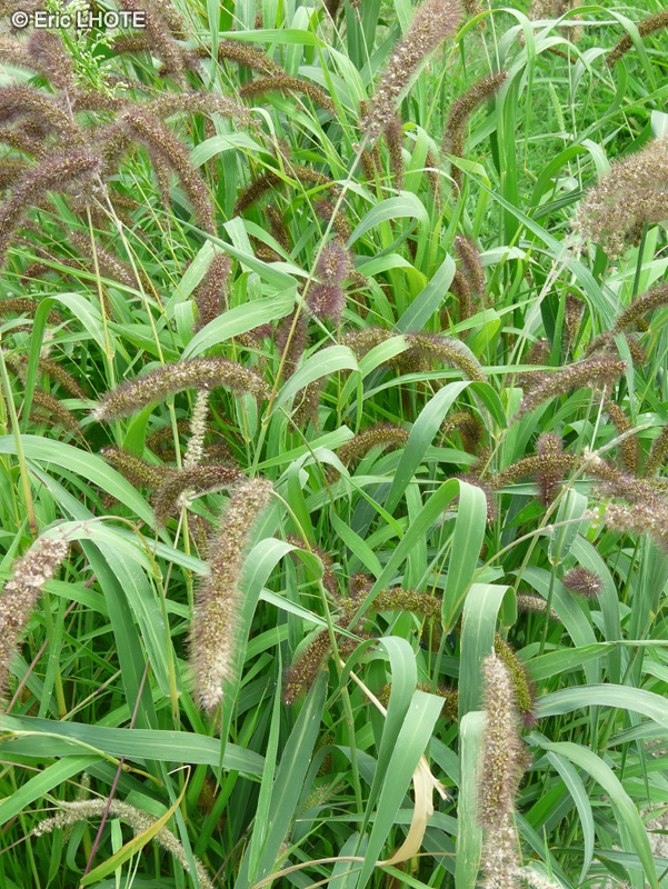 Poaceae - Setaria italica - Millet des oiseaux, Petit Mil, S&eacute;taire d&rsquo;Italie