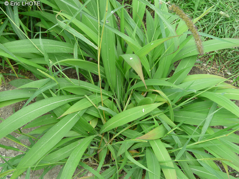  - Setaria palmifolia - 