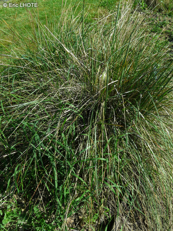 Poaceae - Stipa gigantea - Stipa g&eacute;ante, Avoine g&eacute;ante