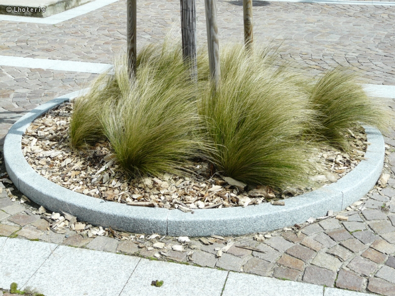  - Stipa tenuissima, Stipa tenuifolia - 