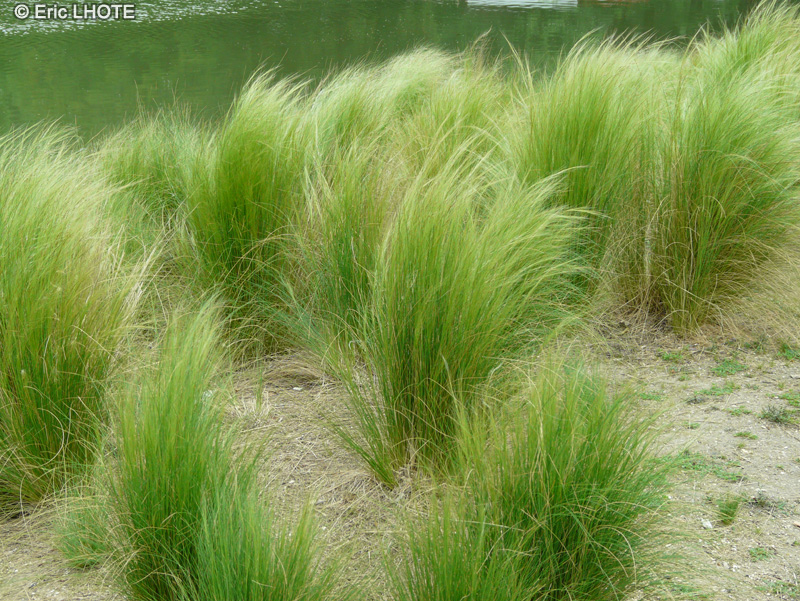  - Stipa tenuissima, Stipa tenuifolia - 