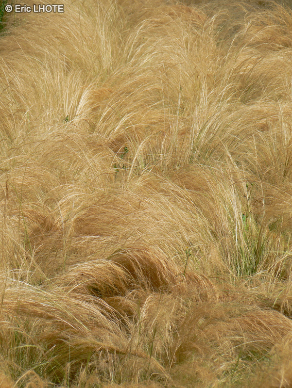Poaceae - Stipa tenuissima, Stipa tenuifolia - Cheveux d’ange