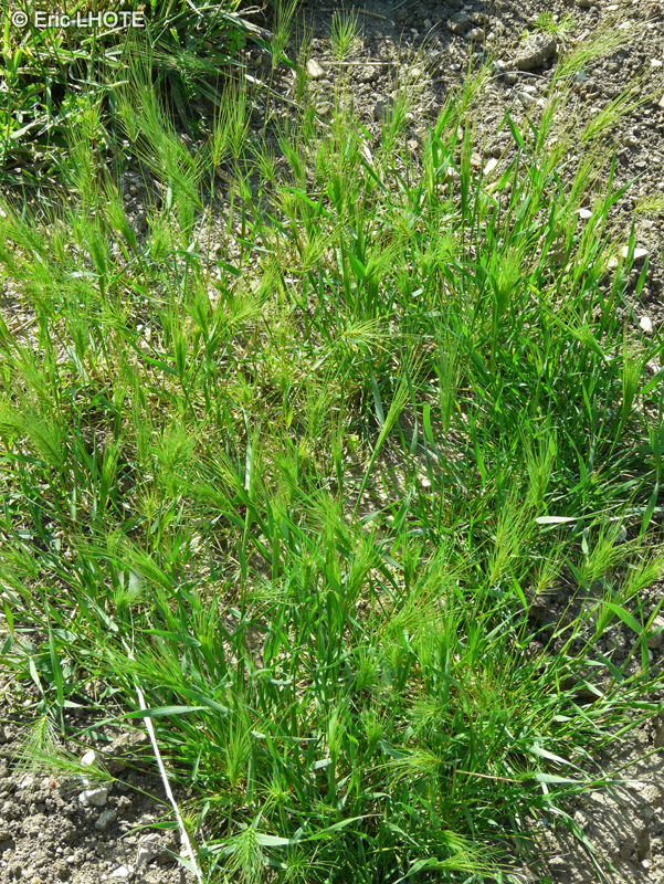 Poaceae - Taeniatherum caput-medusae, Elymus caput-medusae - Tête de méduse