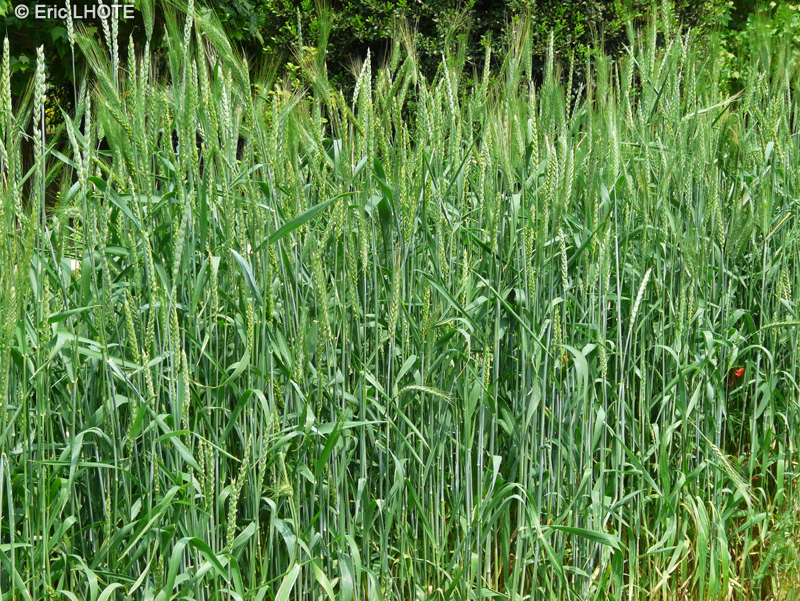  - Triticum aestivum - 